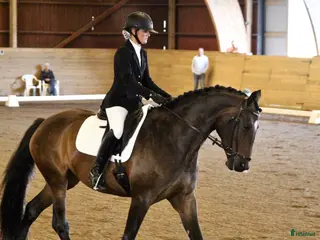 hästar Lovande dressyrsto - Annons 11