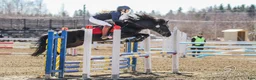 Hoppning hästar till salu: New Forest pony stallion, Horshaka Mighty Don - Annons 3