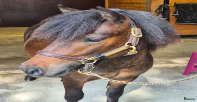  hästar i Sollefteå - Annons 5