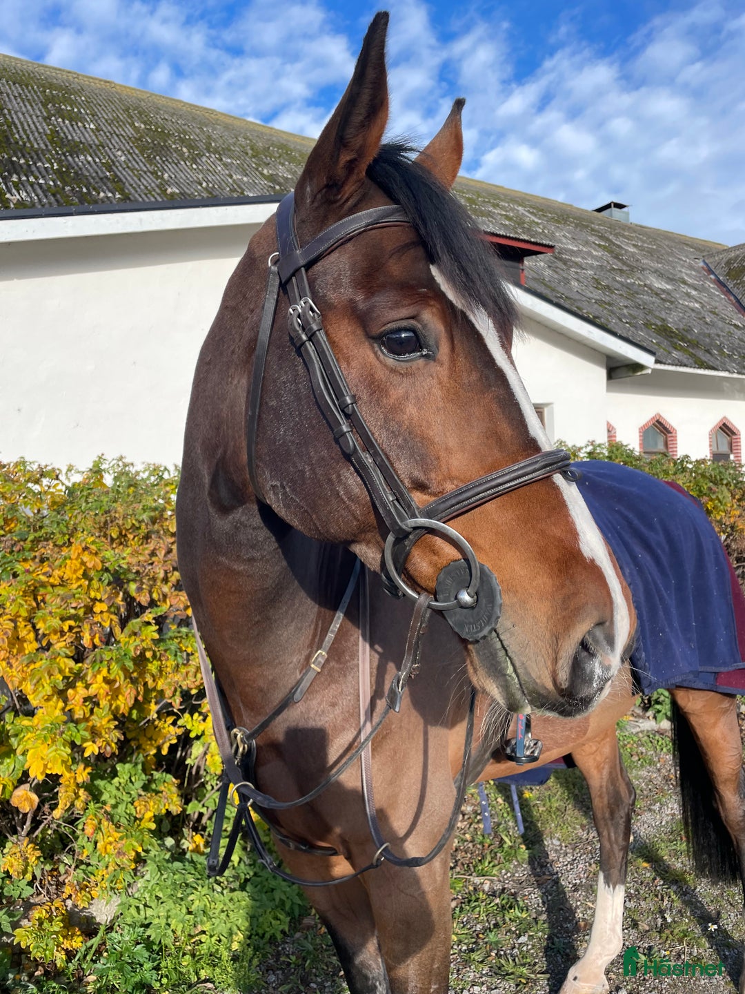 Hoppning hästar till salu: Valack e. Grand Slam - Douglas  i Västervik - Annons 1