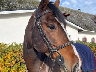 Hoppning hästar till salu: Valack e. Grand Slam - Douglas i Västervik - Annons 2