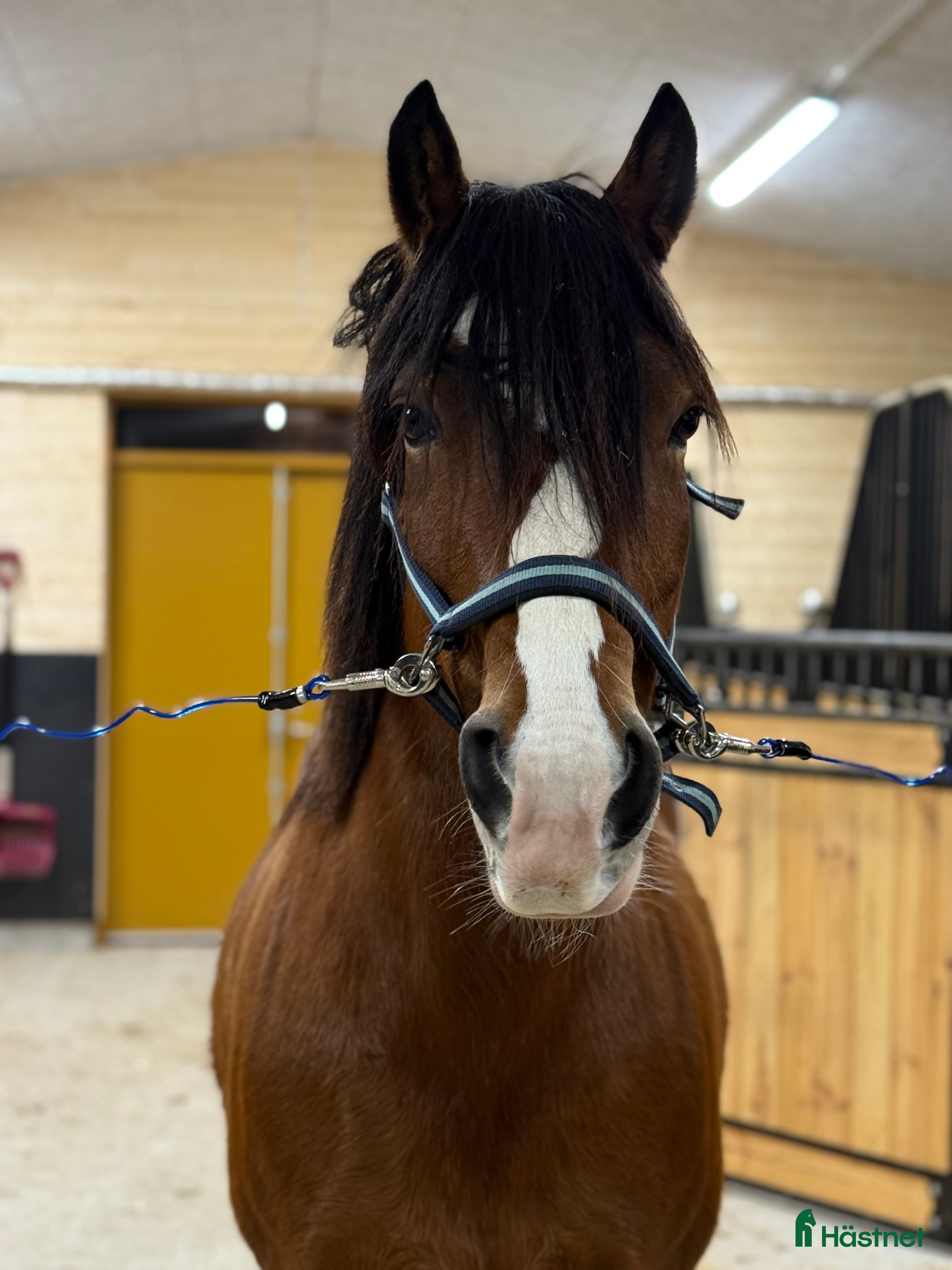 Sällskap hästar till salu: Kallblodstravar-sto sällskap/avel/projekt ev bytes - Annons 2