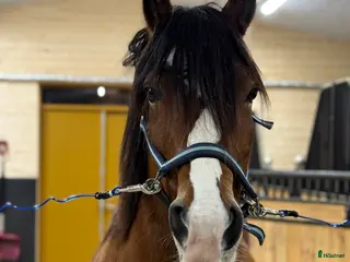 Sällskap hästar till salu: Kallblodstravar-sto sällskap/avel/projekt ev bytes - Annons 2