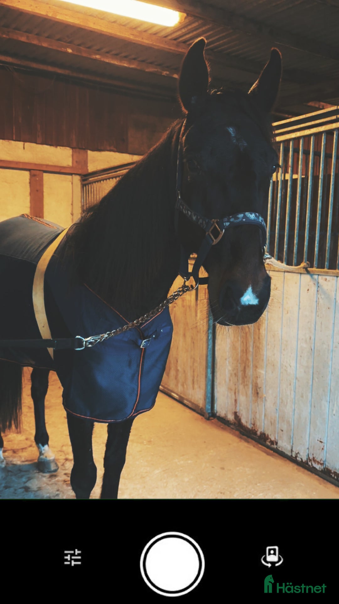 Allround hästar till salu: Toppen trevlig kille i Sjöbo - Annons 2