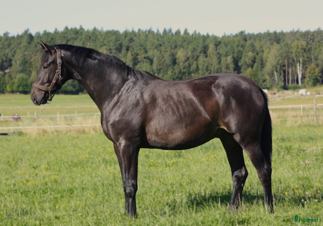 Dressyr hästar till salu: Stjärnskott efter BH Hotline! i Säffle - Annons 2