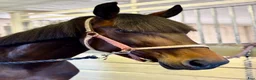 Allround hästar till salu: ❣️Sötaste stoet❣️ - Annons 3