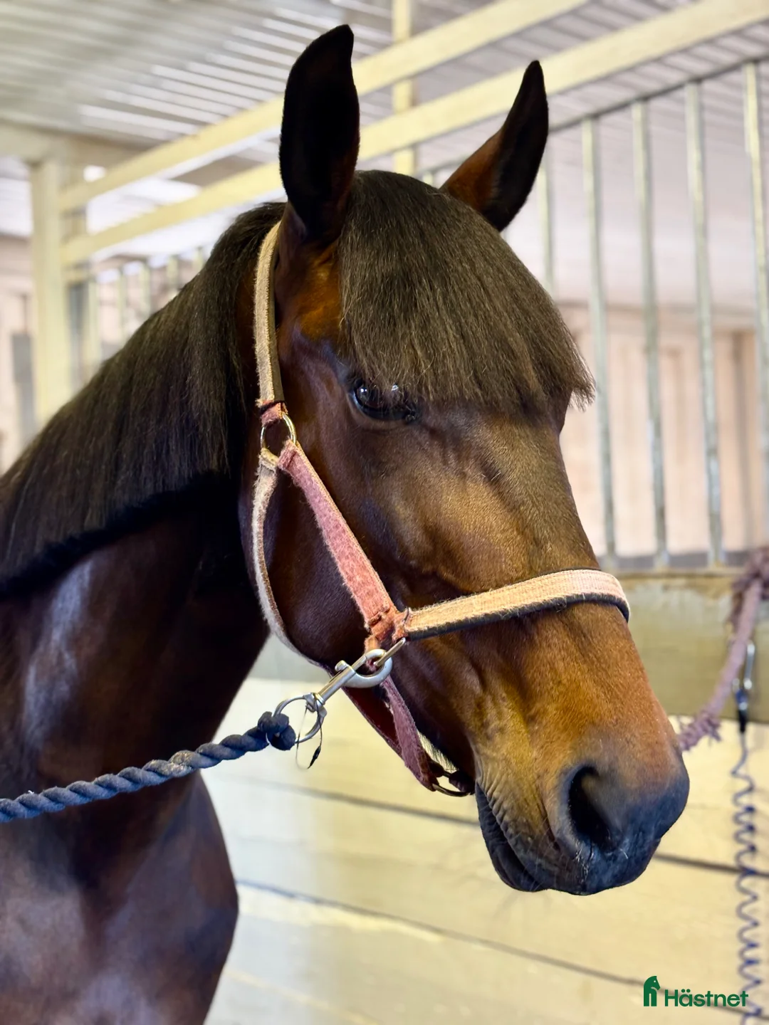 Allround hästar till salu: ❣️Sötaste stoet❣️ - Annons 3