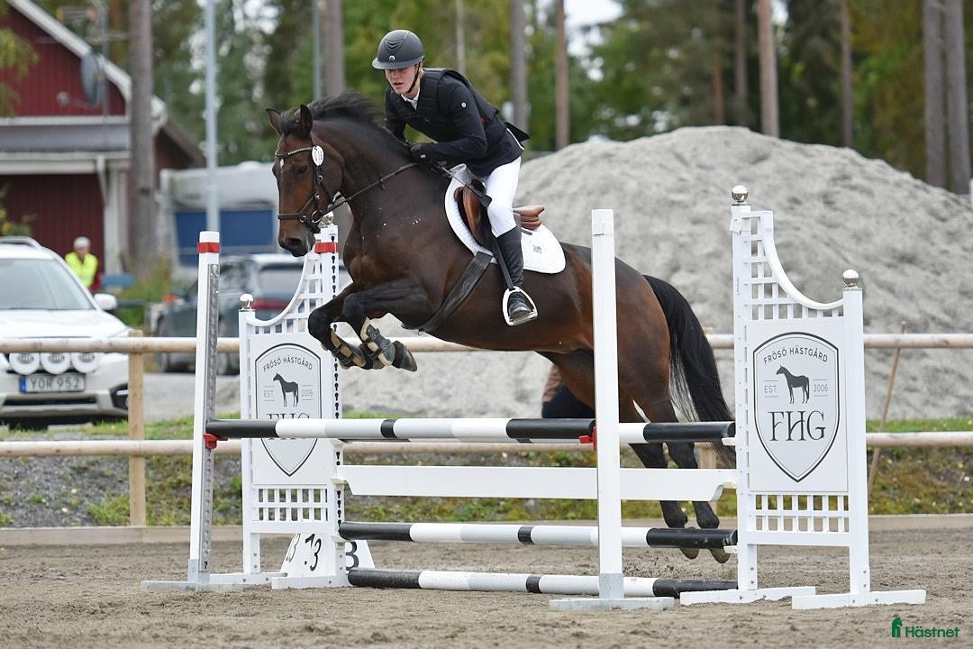  hästar Maxad D-ponny söker nytt hem  - Annons 12