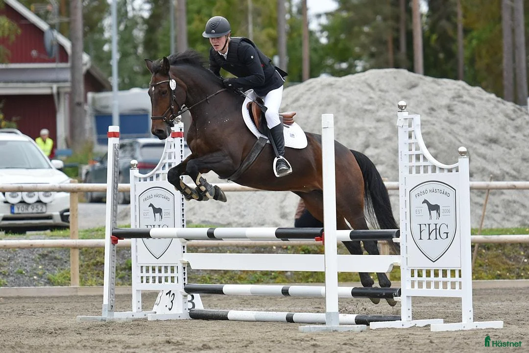 Allround hästar till salu: Maxad D-ponny söker nytt hem  - Annons 1