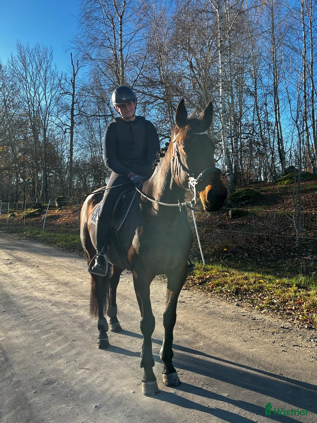 Allround hästar till salu: Lyxigt varmblod letar ny kompis💞 i Sorunda - Annons 2