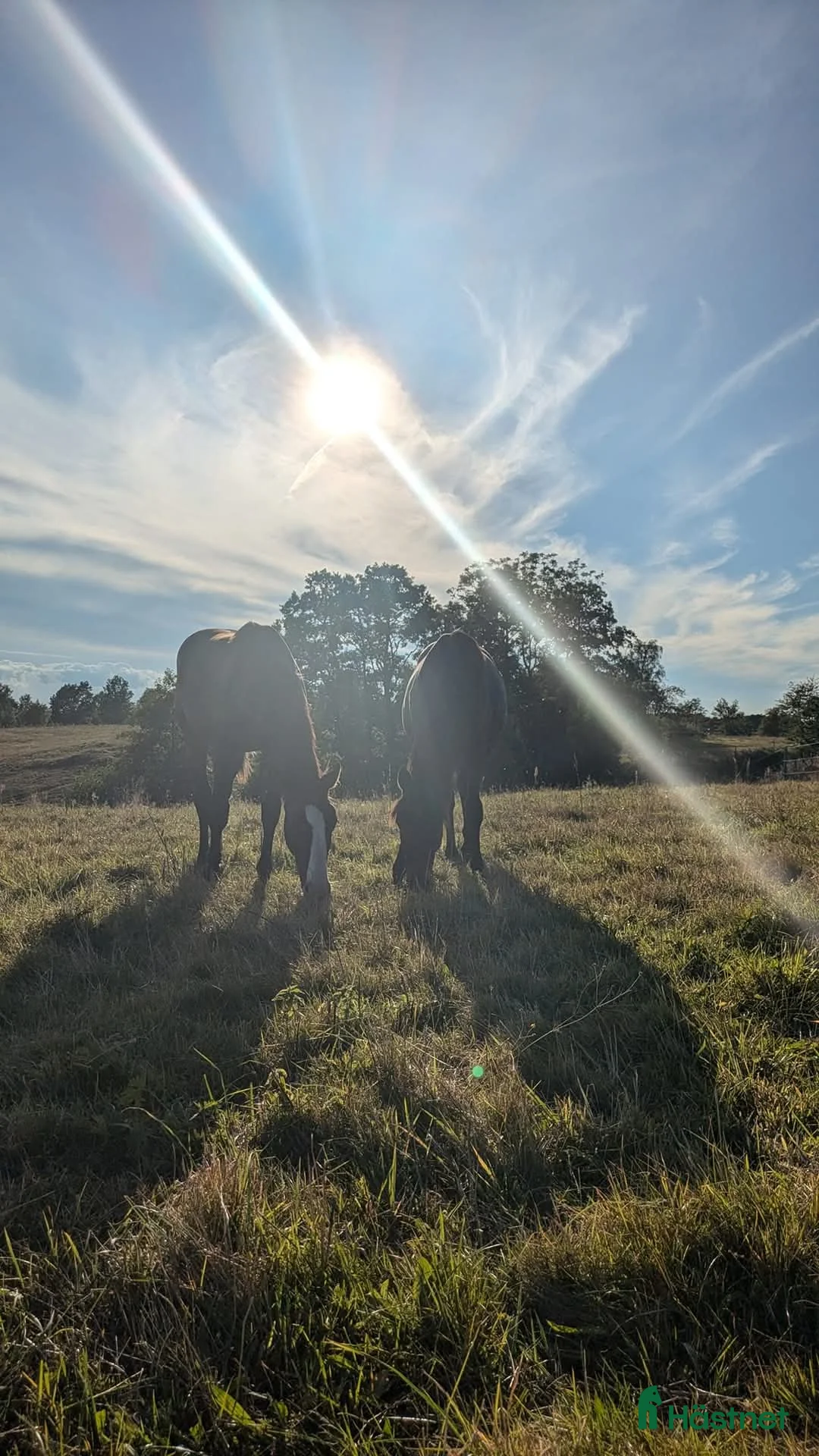  stallplats finnes: 1 ledig plats på underbar lösdrift  i Hörby - Annons 9