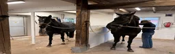  stallplats finnes: Ledig boxplats i Svedala/ Klågerup  - Annons 1