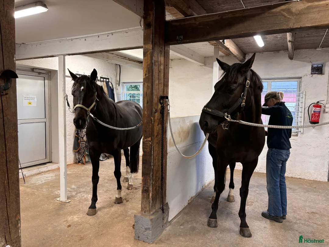  stallplats finnes: Ledig boxplats i Svedala/ Klågerup  - Annons 1