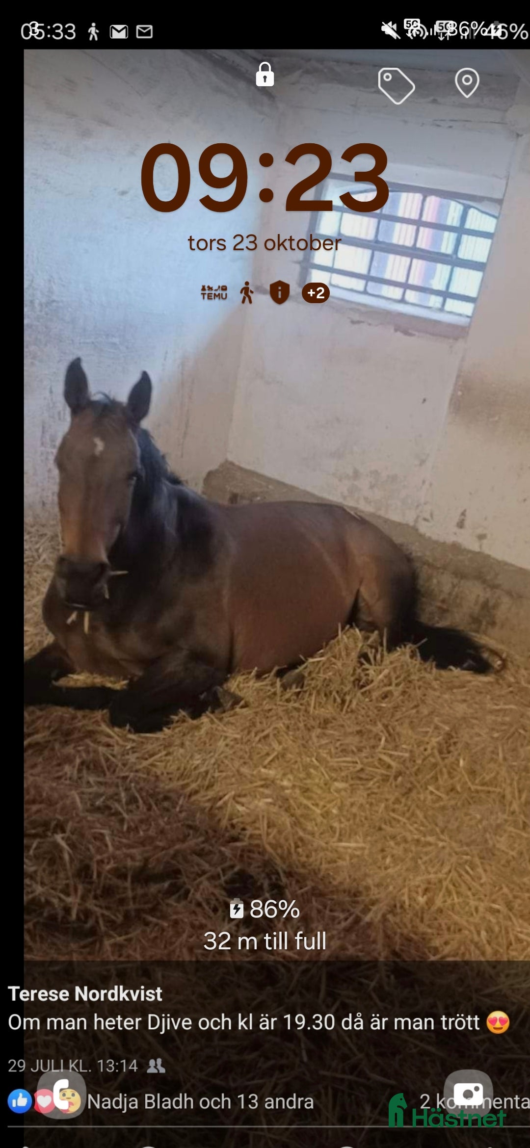  stallplats Söker boxplats i Trelleborg - Annons 4