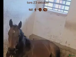 stallplats Söker boxplats i Trelleborg - Annons 4