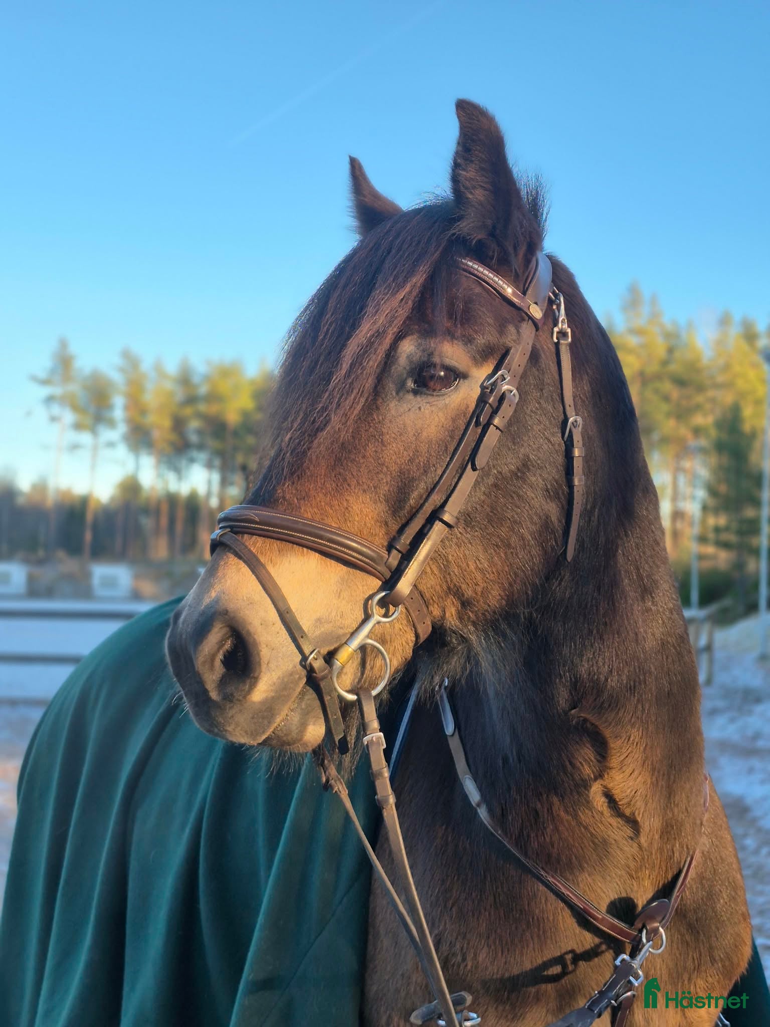  hästar Trevlig allround häst - Annons 14