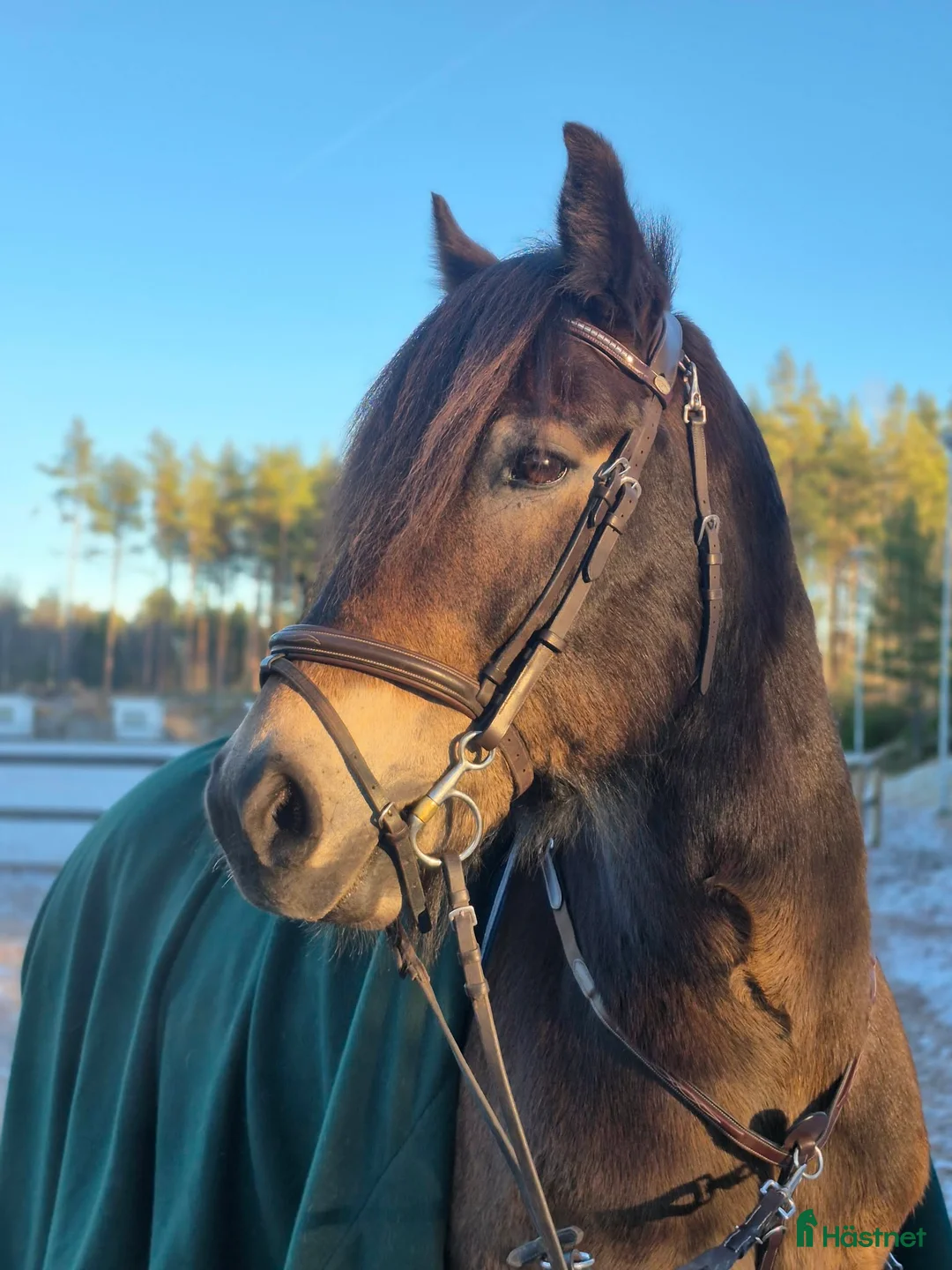 Allround hästar till salu: Trevlig allround häst - Annons 1