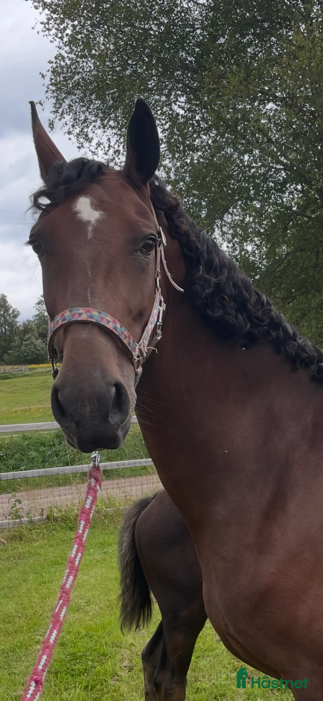 Avelshästar hästar till salu: Avelssto - Annons 1