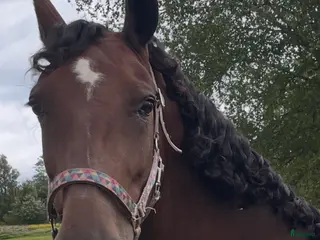 hästar Avelssto - Annons 1