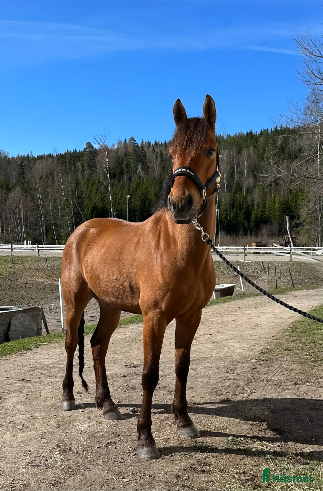 Allround hästar till salu: Ponnyn med ett hjärta av guld - Annons 2