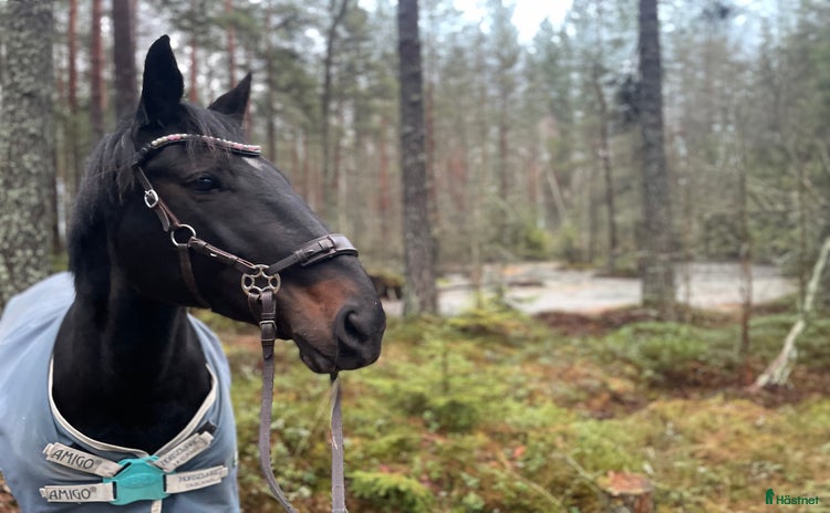  hästar i Kolbäck - Annons 10