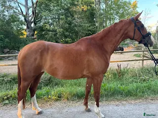 hästar Avelsto Anglo/halvblod ev.lättare ridning - Annons 14