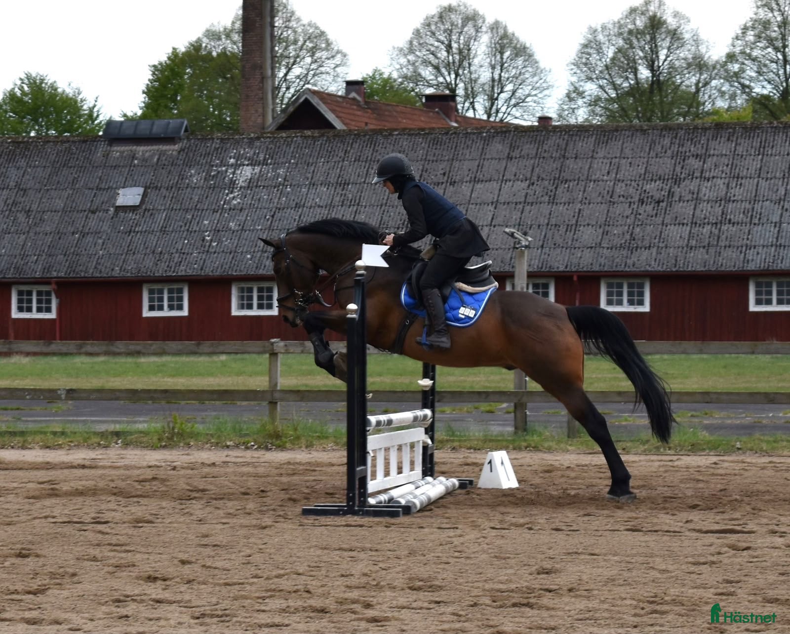  hästar Irländsk sporthäst - Annons 6