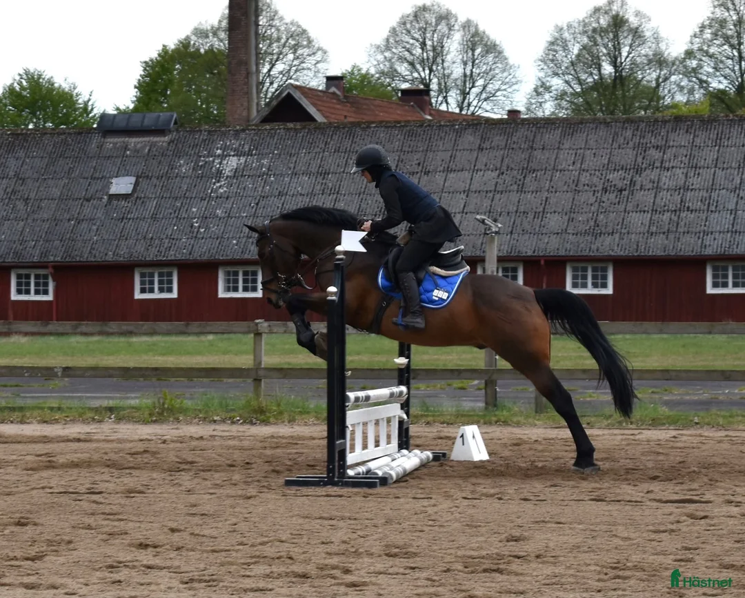 Allround hästar till salu: Irländsk sporthäst - Annons 1