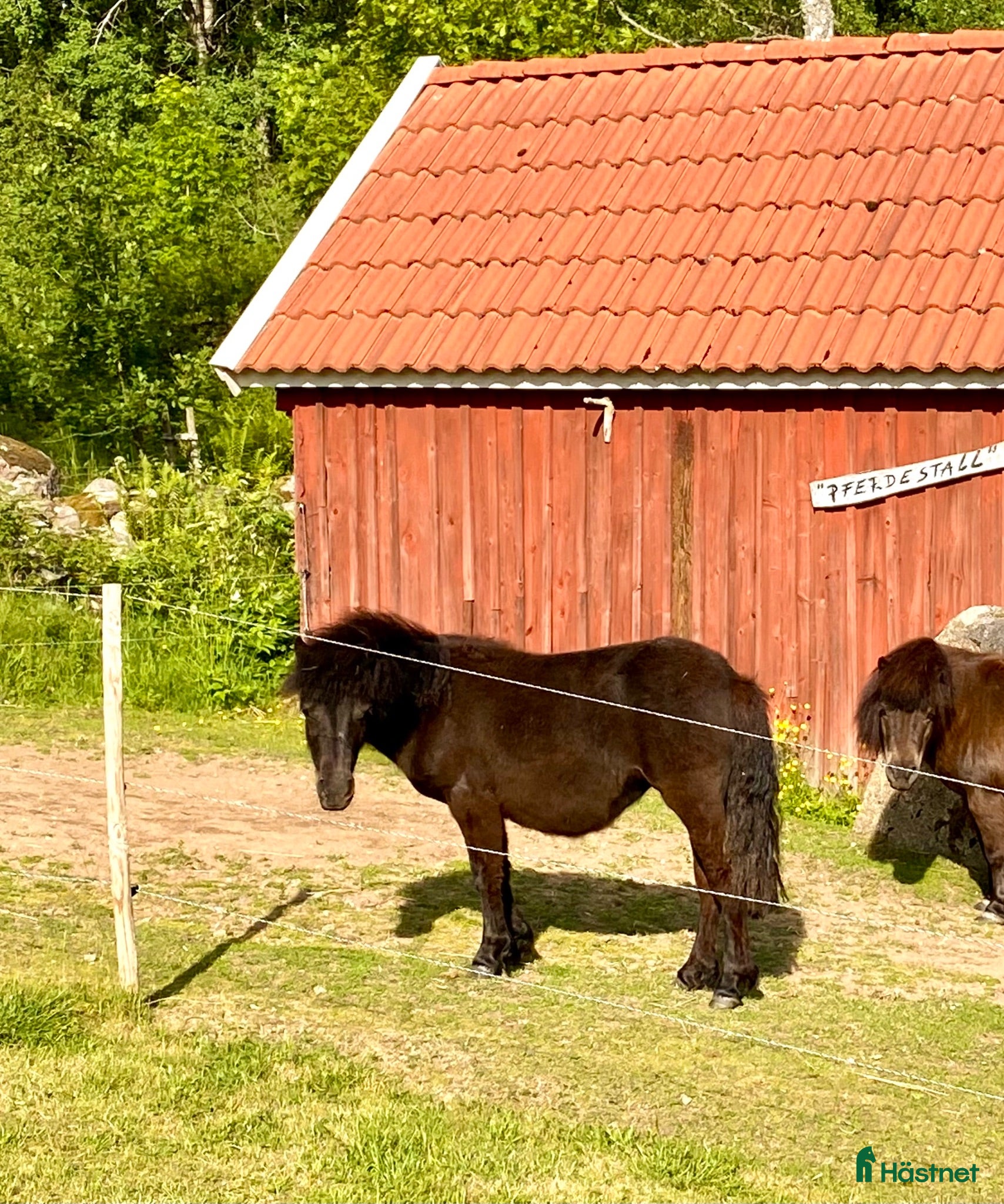  hästar Shetlandsponny söker ett kärleksfullt hem - Annons 8