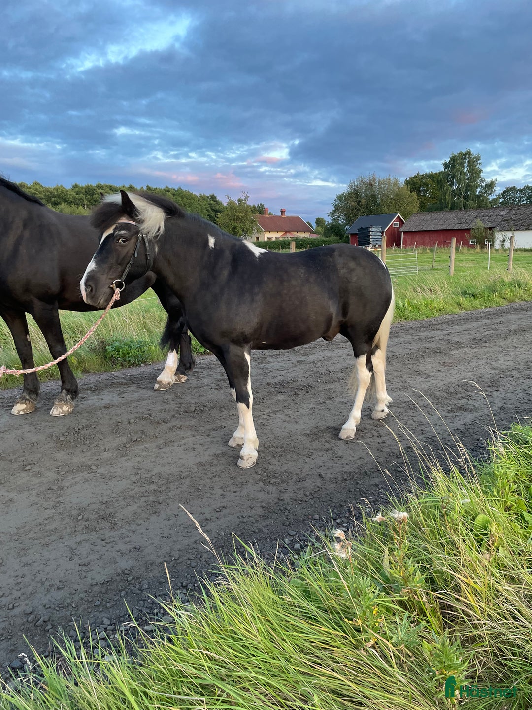 Allround hästar till salu: B-ponny i Skövde - Annons 4