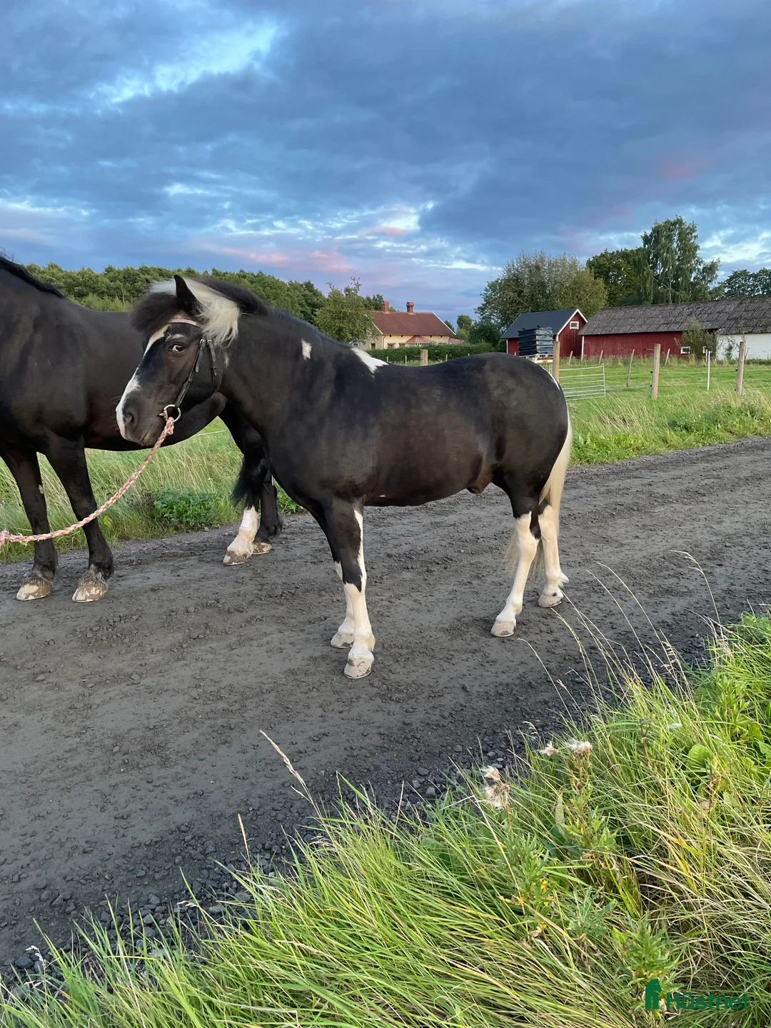 Allround hästar till salu: B-ponny i Skövde - Annons 4