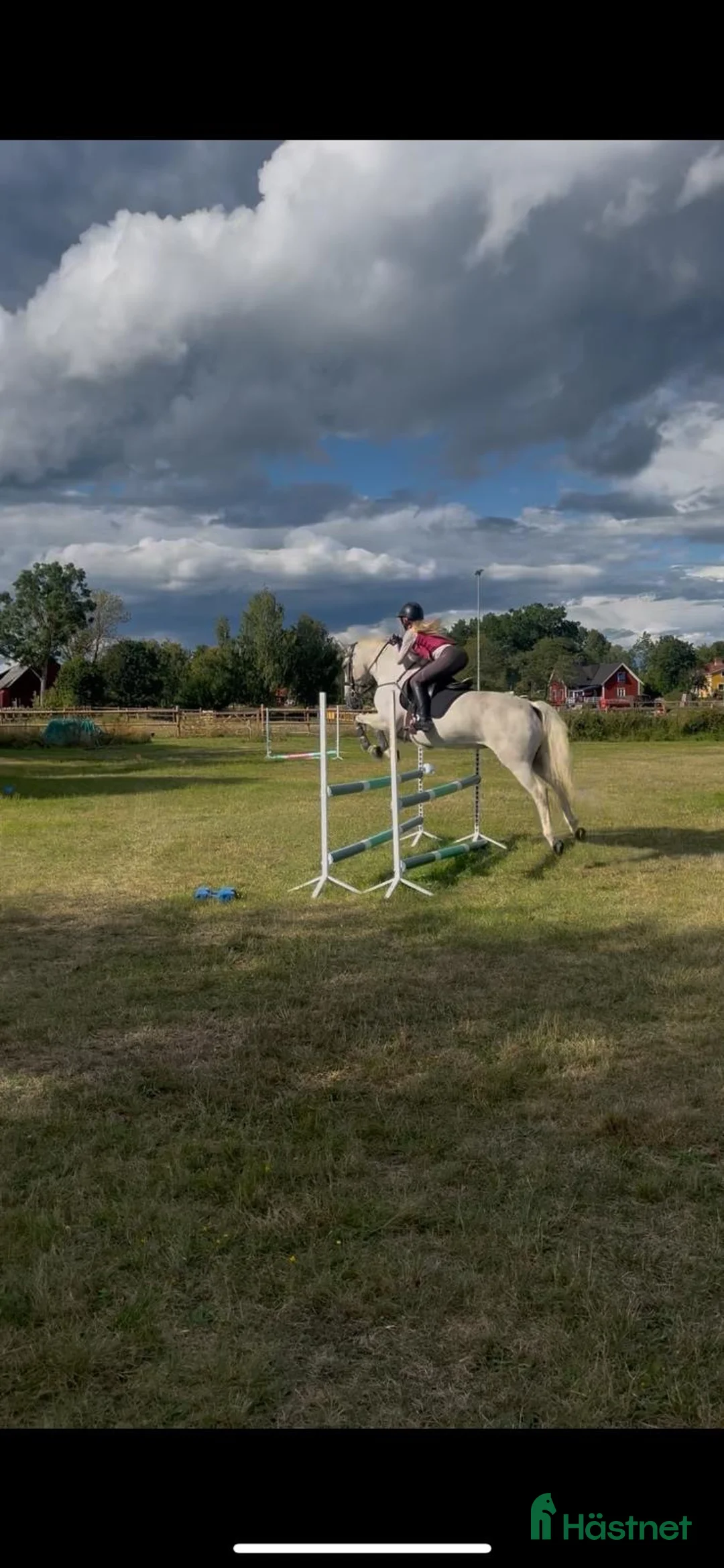Hoppning hästar till salu: Snällaste Issy söker nytt hem.  - Annons 2