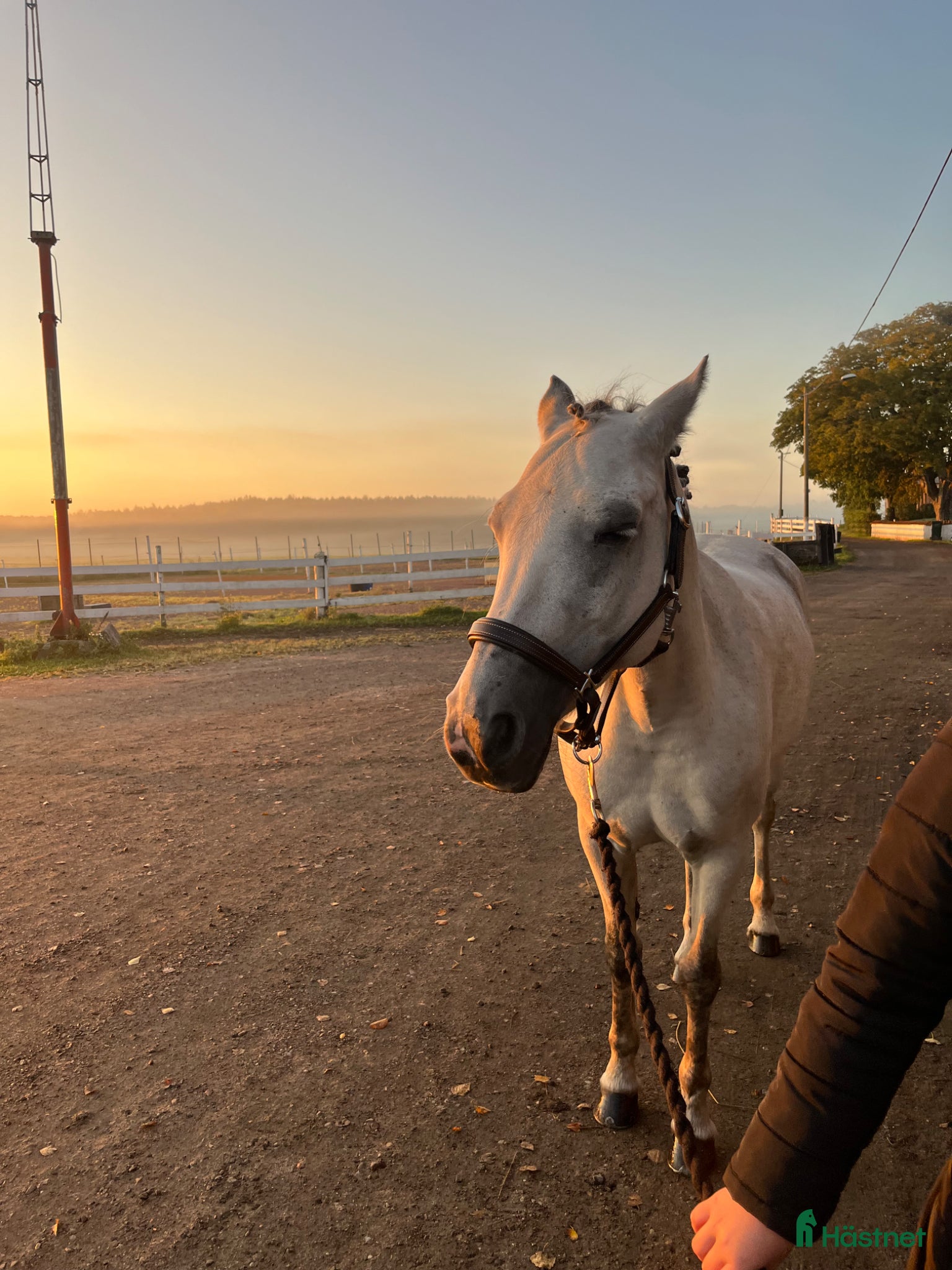  hästar C-ponny - Annons 2