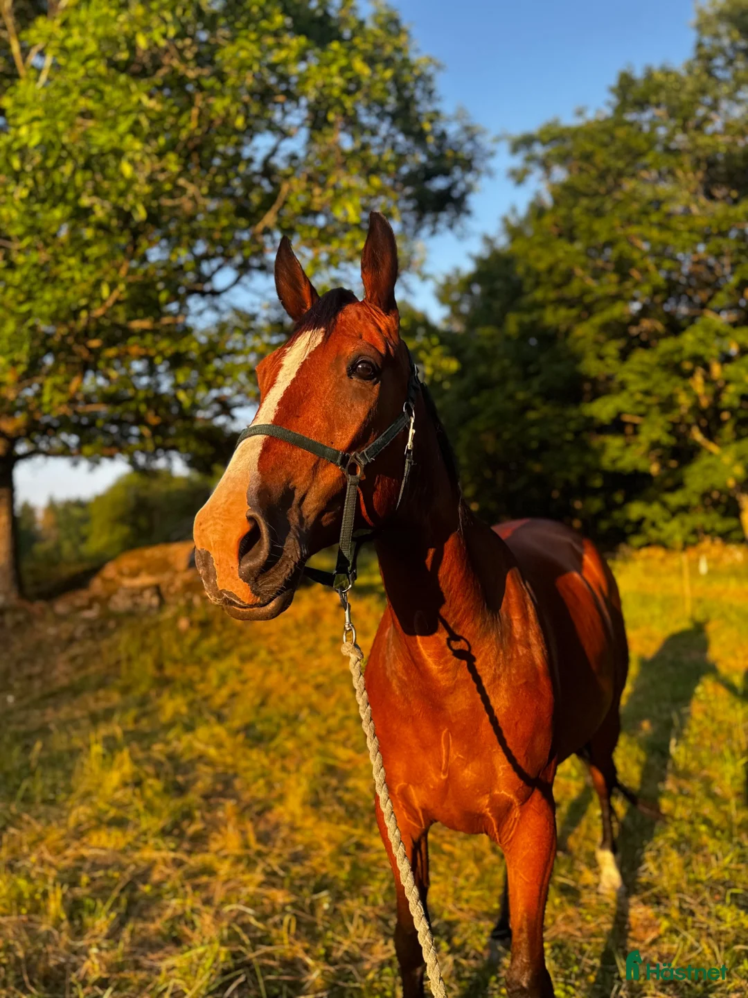 Allround hästar till salu: Drömhästen  - Annons 1
