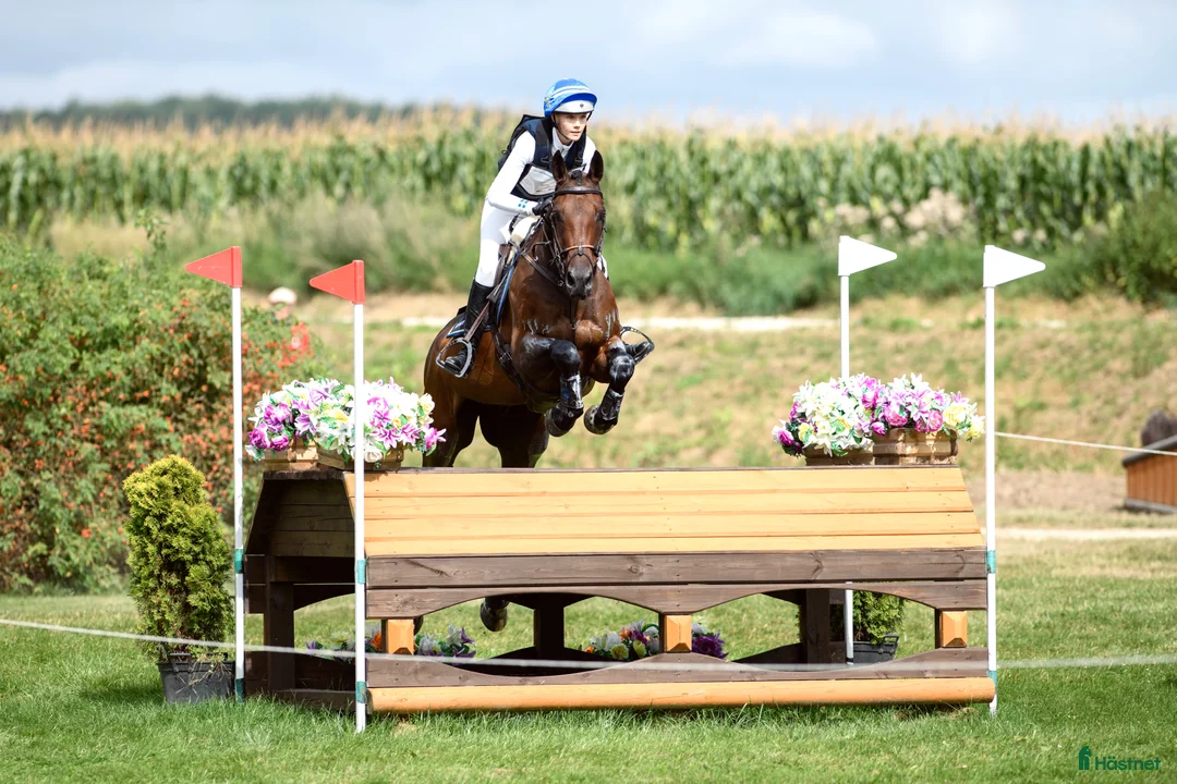  hästservice finnes: Förmedling, utbildning, träning, tävling i Skultuna - Annons 5