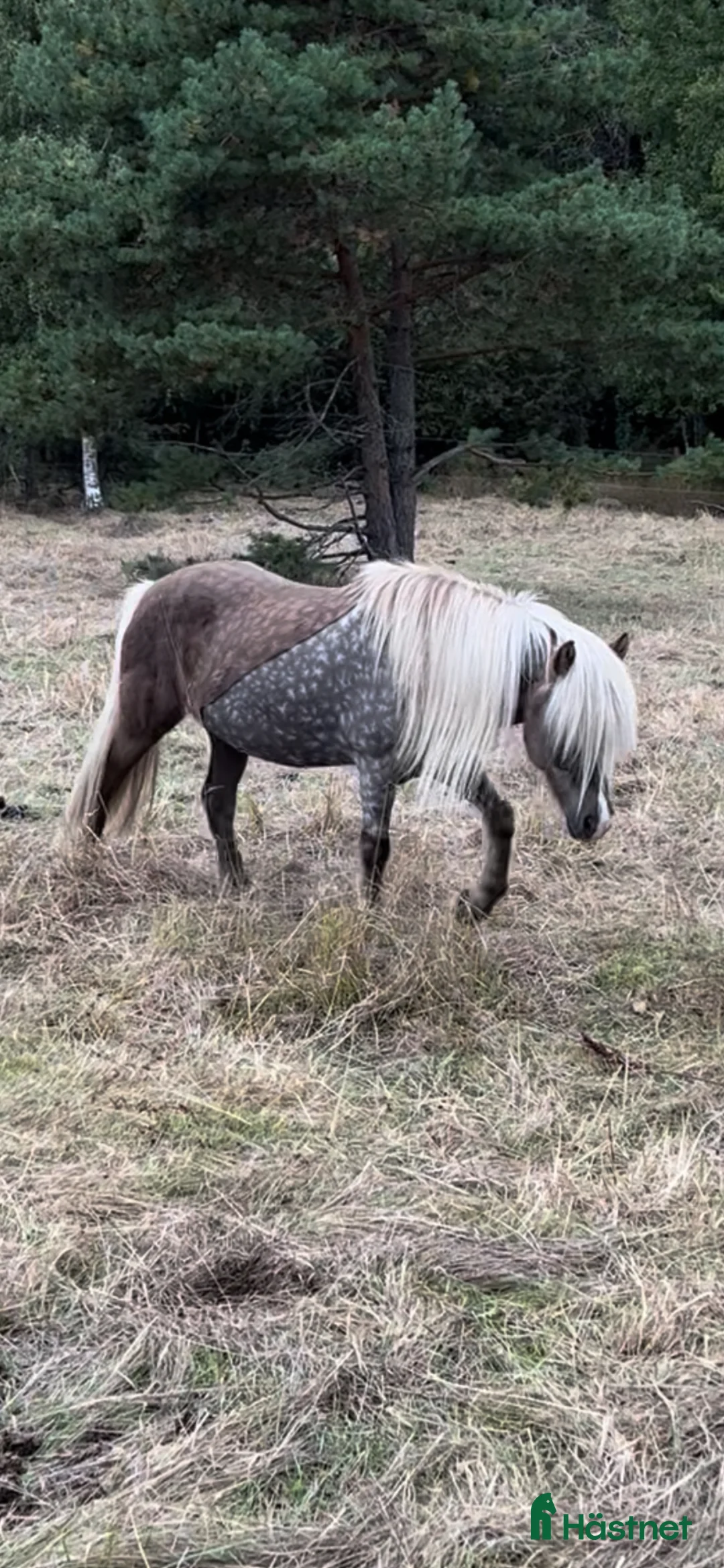 Island hästar till salu: Välriden drömhäst - Annons 2