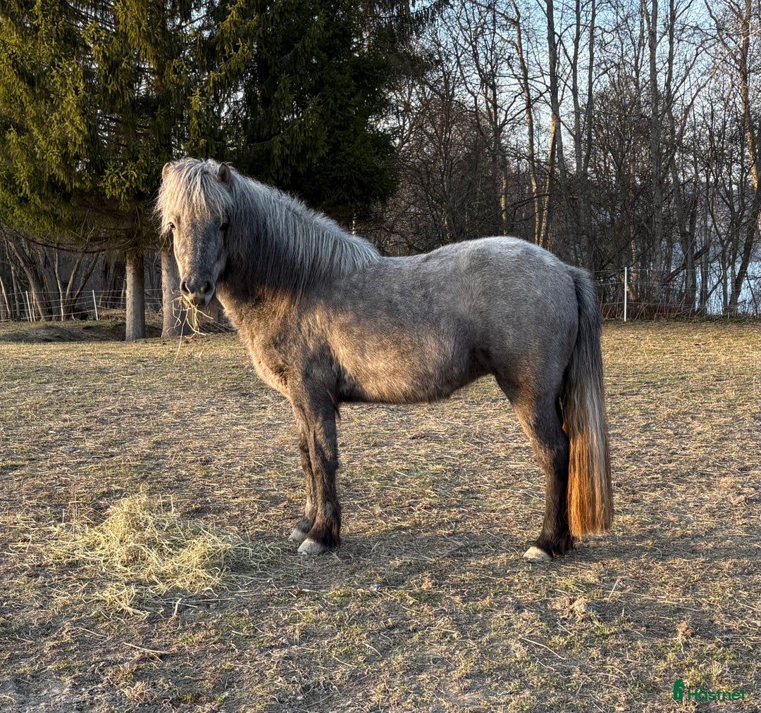 Island hästar till salu: En riktig drömhäst i Matfors - Annons 5