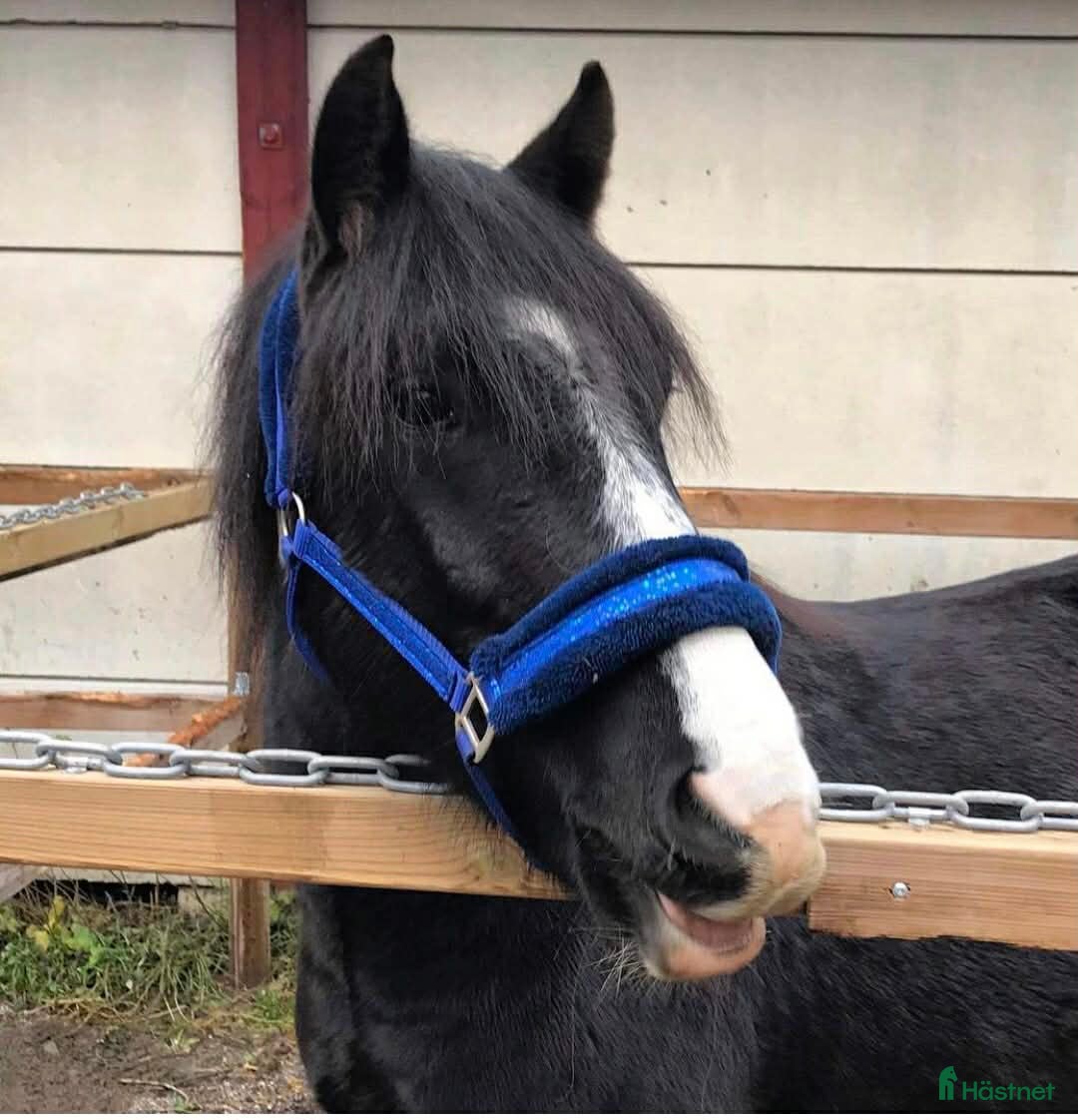  hästar Projekt foderköp - Annons 2