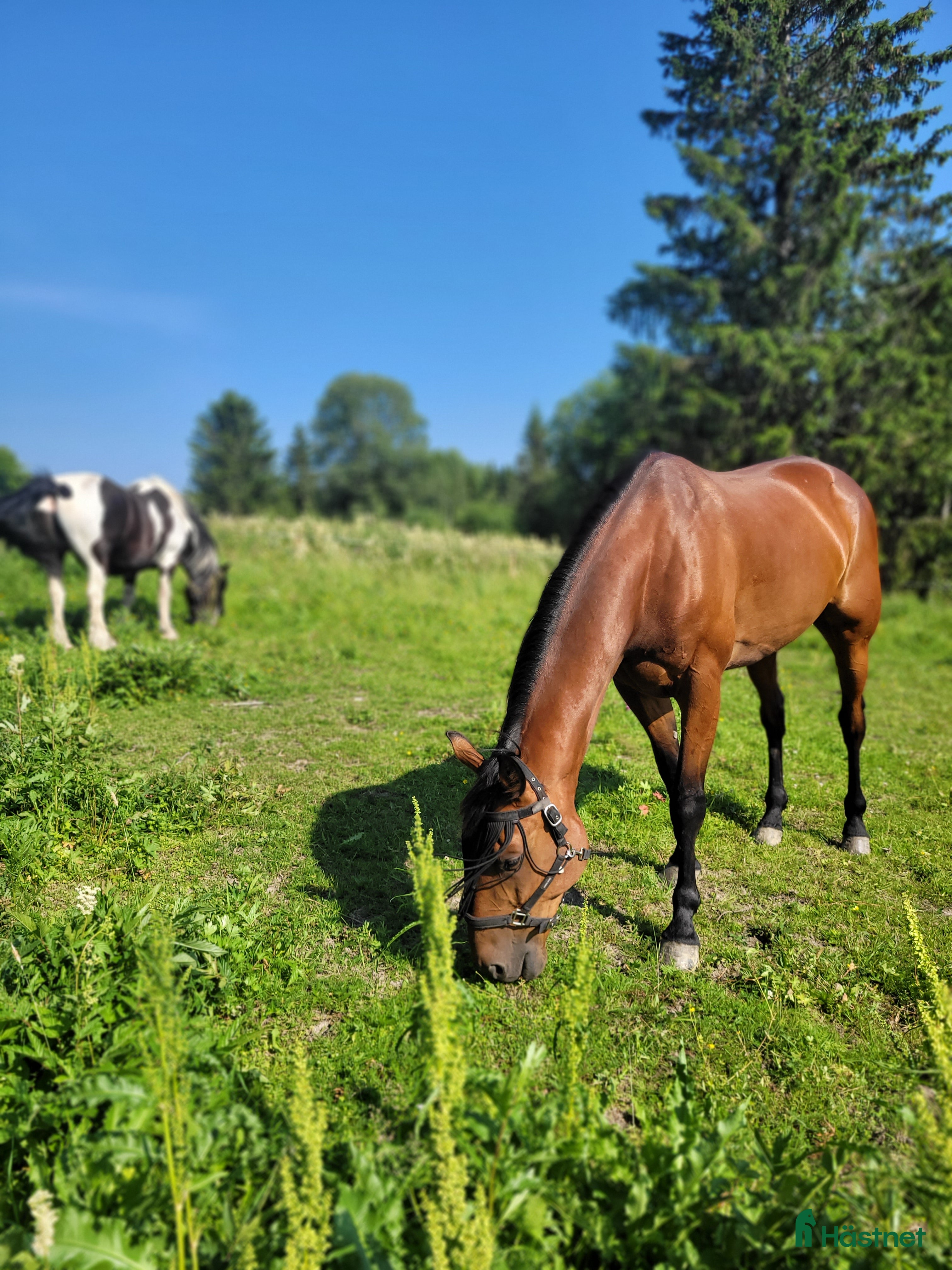  hästar HEM viktigare än pris  i Skog - Annons 4
