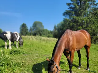 hästar HEM viktigare än pris - Annons 11