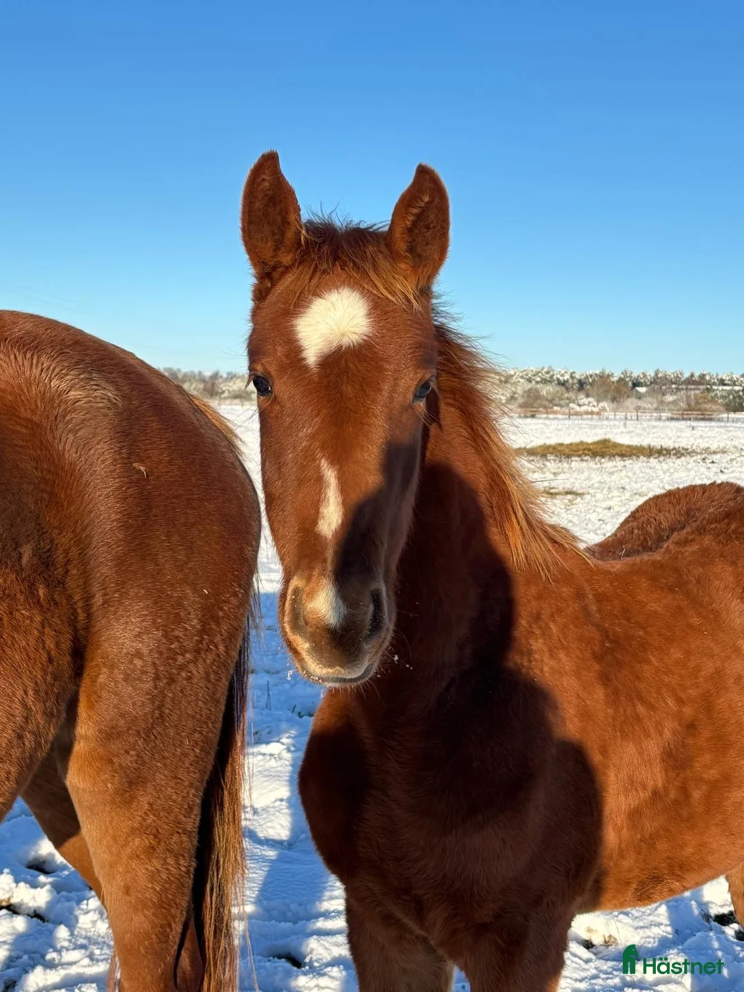 Hoppning hästar till salu: Flera föl och unghästar Tillsalu  i Dösjebro - Annons 1