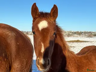 hästar Flera föl och unghästar Tillsalu i Dösjebro - Annons 15