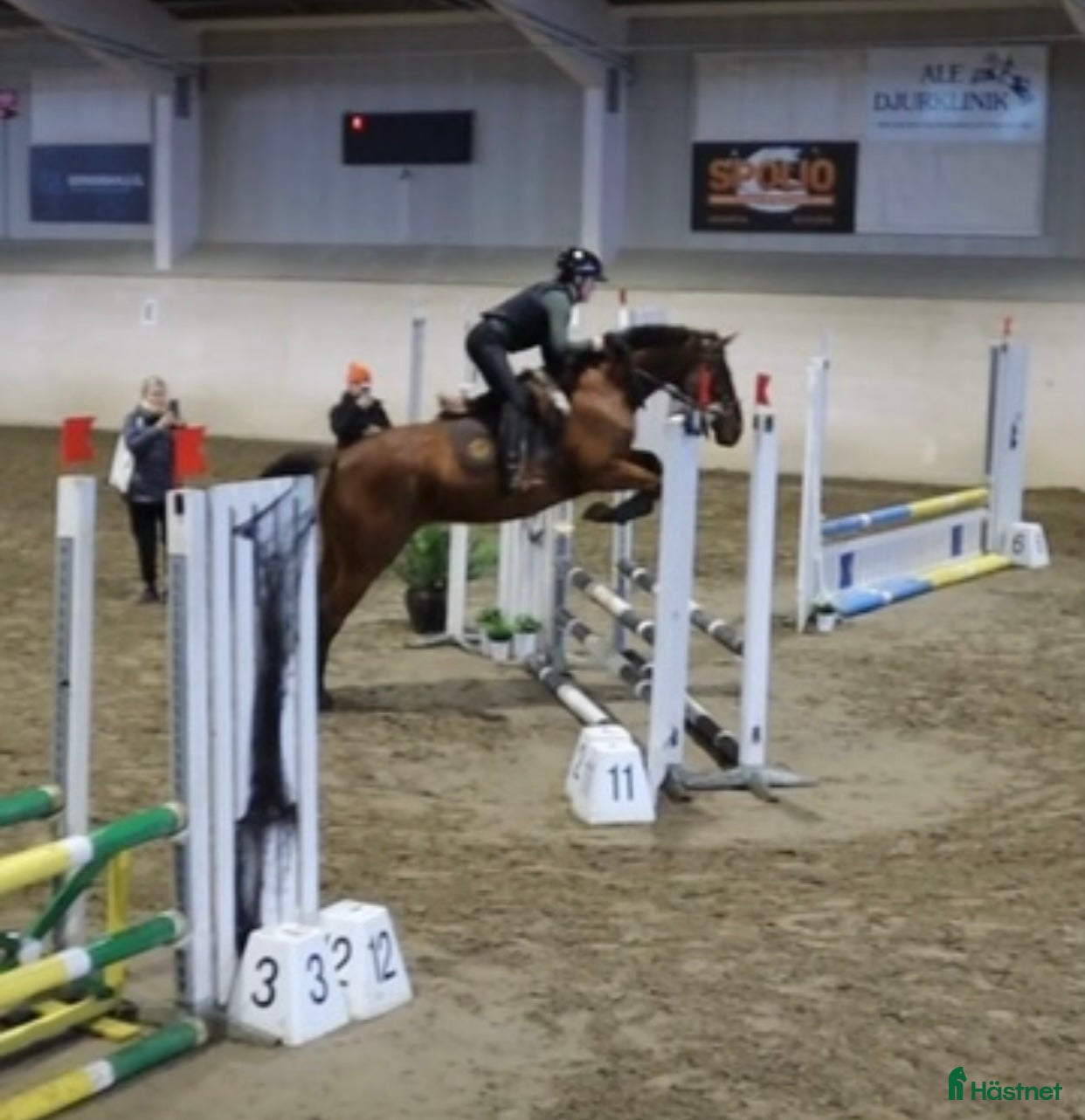  hästar Okomplicerad, hinderklok och ärlig unghäst  - Annons 10