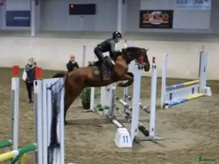 hästar Okomplicerad, hinderklok och ärlig unghäst - Annons 4