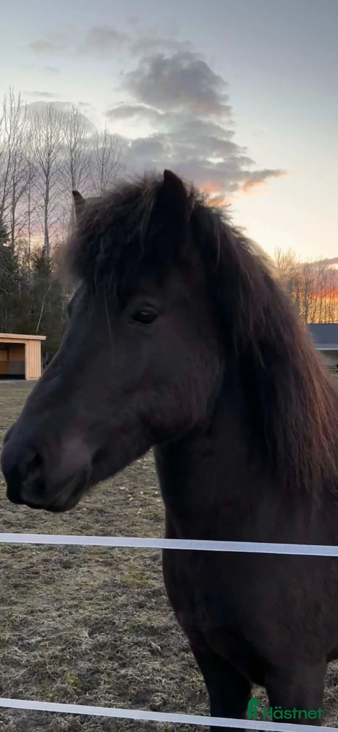 Island hästar till salu: Sto med stil  - Annons 5
