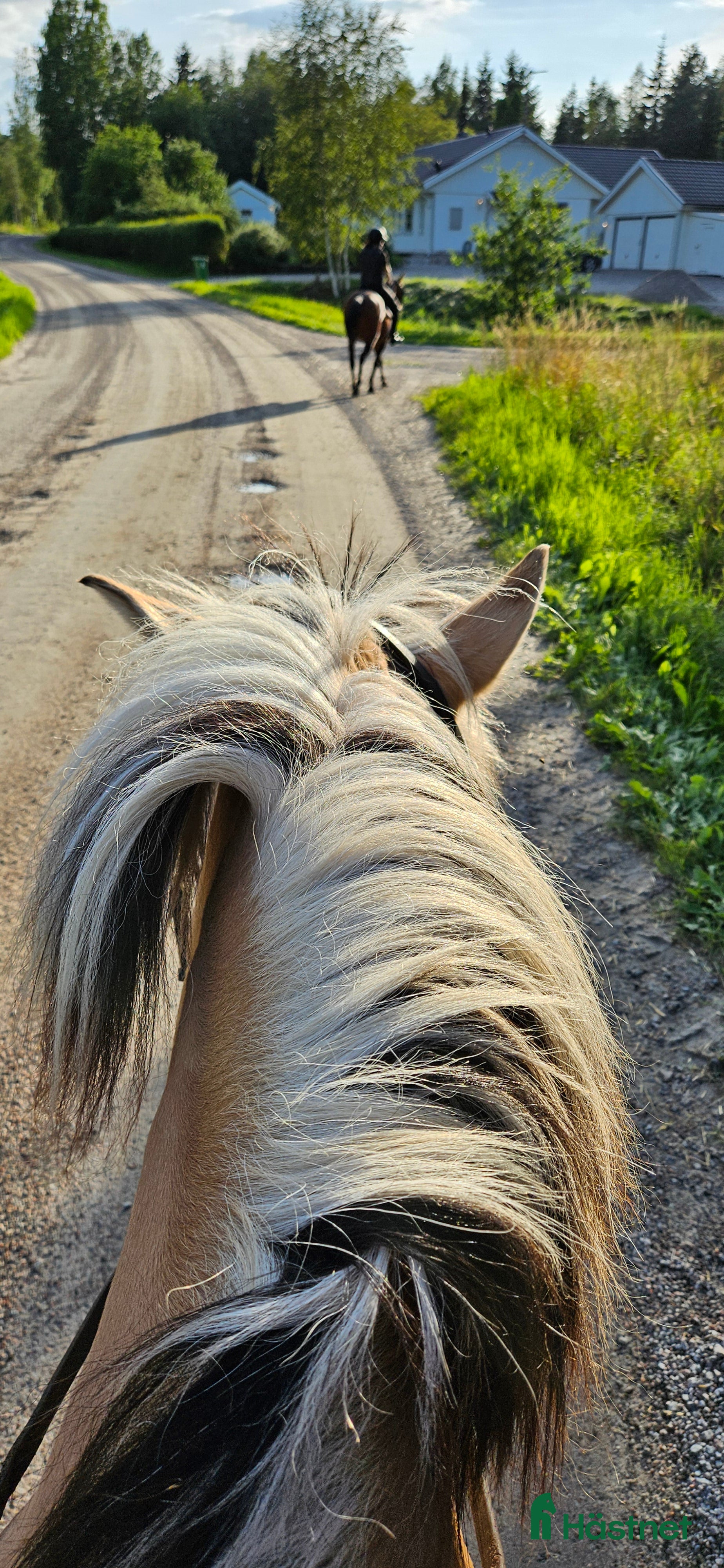  hästar Söker min islandshäst! - Annons 7