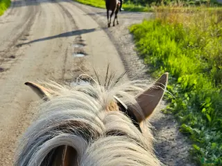 hästar Söker min islandshäst! - Annons 7