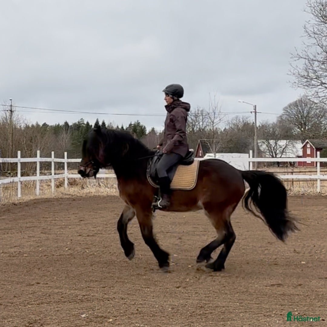  foderhäst finnes: Kallblod söker fodervärd i Göteborg - Annons 7