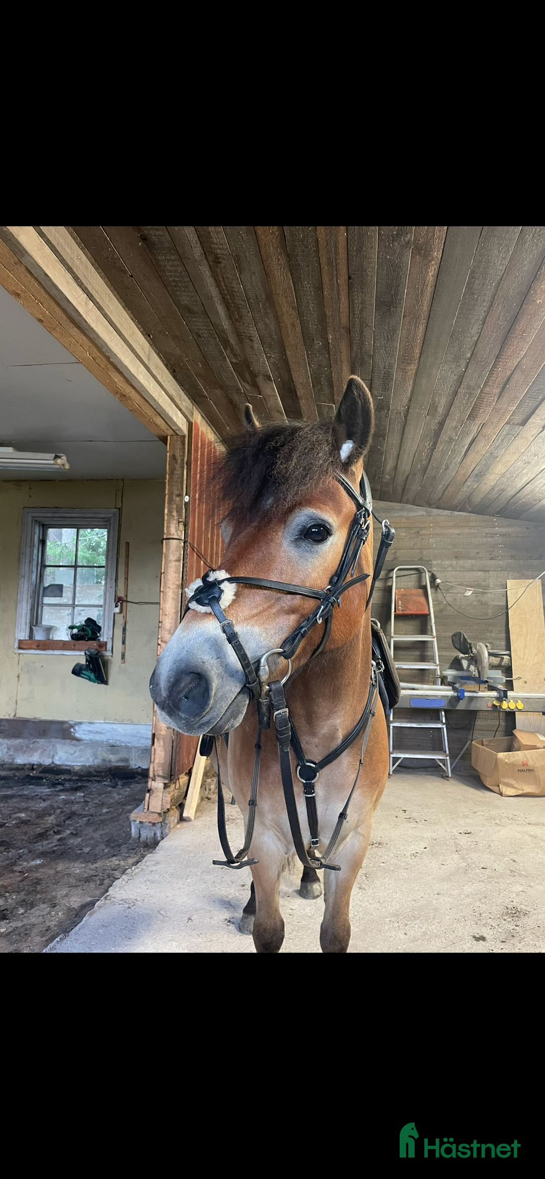 Trav hästar till salu: Social ponnytravare  i Domsjö - Annons 3