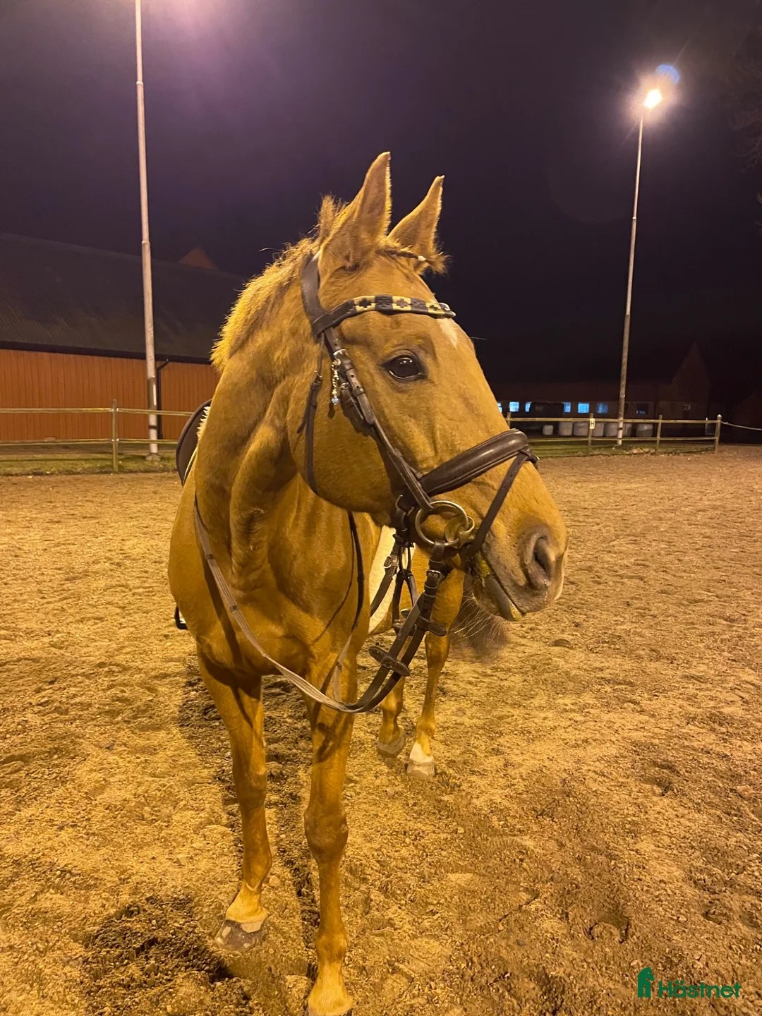 Allround hästar till salu: Hoppglad hobbyhäst - Annons 1